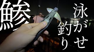 #76【堤防】釣ったアジを泳がせてみる。