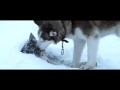 Sadest Scene From Eight Below