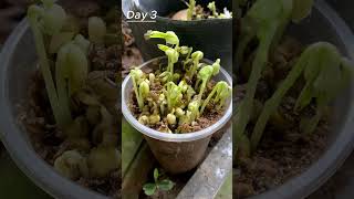 Download lagu Time lapse of green bean sprouts #shorts #timelapse mp3