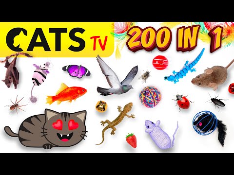 CATS TV 📺🐭 200 in 1 😻 ULTIMATE Compilation for CATS 💛 4K 🔴 60FPS 🔈 3D SOUND
