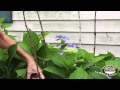 How to Cut Back Dead Wood on your Hydrangeas