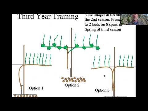 Early Training of Vines