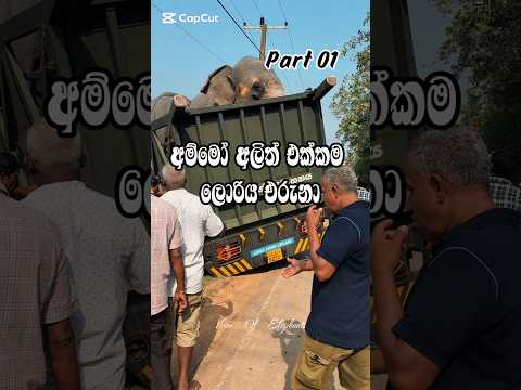The lorry climbed up with the two elephants😲😲 #trending #viral #shorts #love #usa #canada #fyp #cute