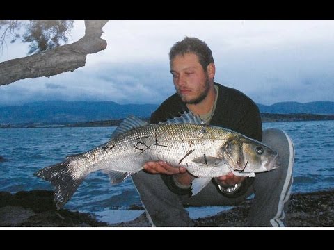 Lanalisi ripetuta su un lyambliya dopo trattamento Amo mosche di vermi fritti asciugati