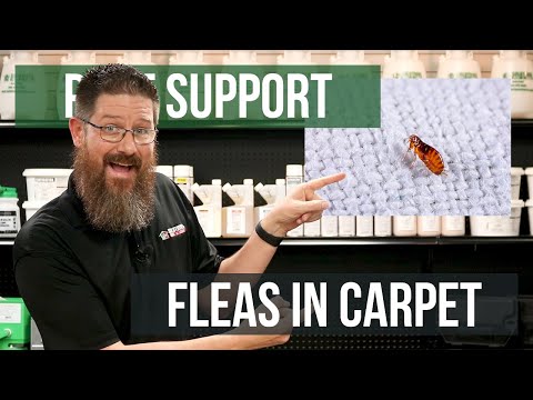 What's the Best Way to Treat Fleas in Carpet? | Pest Support