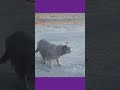 Aww Feral Gray Cat Comes To Me Meowing ️ Shorts