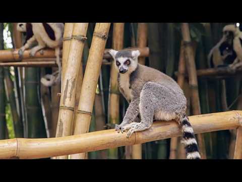 Madagascar, les trésors de l'île rouge