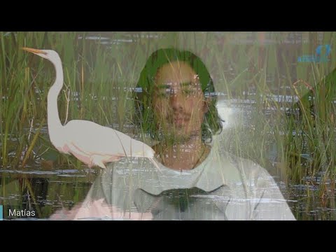 Day 336 SWAMP Intro and Alignment - Matias De Stefano - English Edit