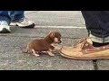 WOULD YOU KILL A PUPPY