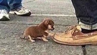 WOULD YOU KILL A PUPPY