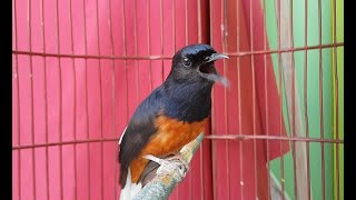 Download lagu Cukup 30 DETIK, ubah murai BISU jadi MENDADAK anti LOYO dengan Pancingan ini mp3 Download lagu Cukup 30 DETIK, ubah murai BISU jadi MENDADAK anti LOYO dengan Pancingan ini mp3