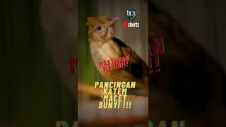 Download lagu PANCINGAN KATEM MACET BUNYI ❗️❗️ BONGKAR BIRAHI & EMOSI LAWAN ❗️❗️ DIJAMIN AMPUH #kicaumania mp3 Download lagu PANCINGAN KATEM MACET BUNYI ❗️❗️ BONGKAR BIRAHI & EMOSI LAWAN ❗️❗️ DIJAMIN AMPUH #kicaumania mp3