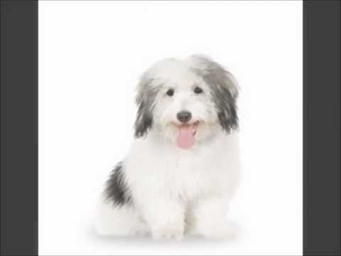 Coton De Tulear