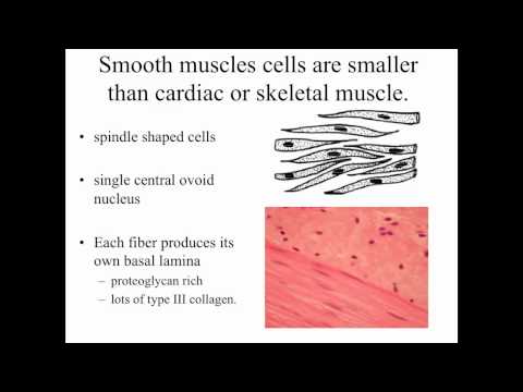 Muscular Tissues Part 3