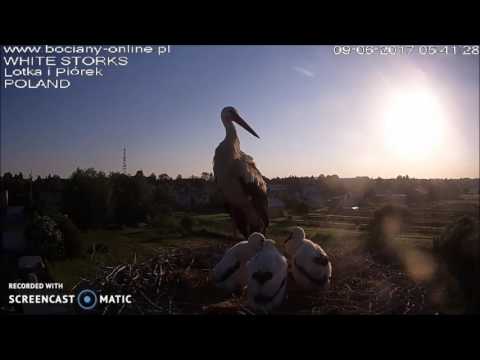 Sławacinek St bociany 9.06.2017-- Hej dzień się budzi...