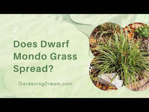 Does Dwarf Mondo Grass Spread?