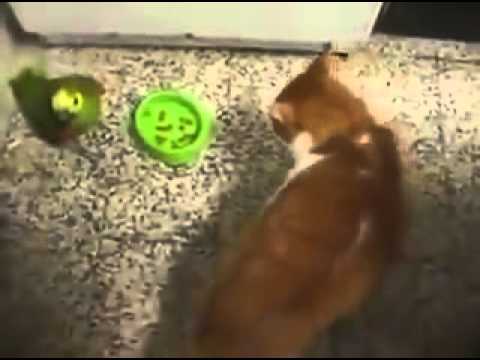 Mamindla Naresh Mudiraj