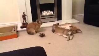 3 rabbits laying down