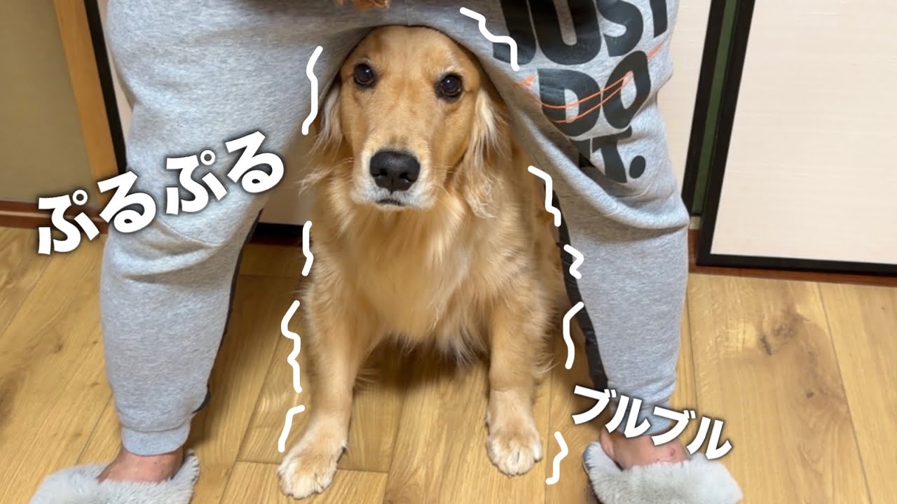 イタズラを隠し通せない犬...飼い主と目が合っただけで震えが止まらない...😂【ボーダーコリー・ゴールデンレトリバー】