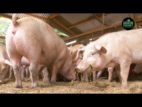 , title : 'No smell pig farming by Vuka Agribusiness - Part 1'