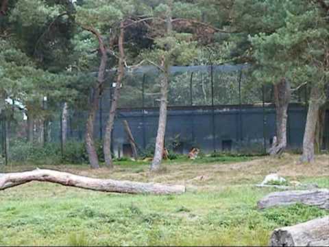 Safaripark Beekse Bergen