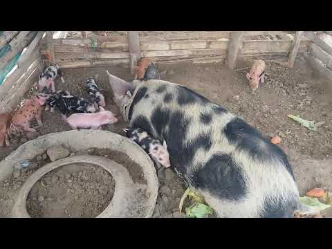 Crianza de cerdos en Manabí - Ecuador.