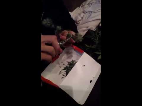 Chocolate kush harvest