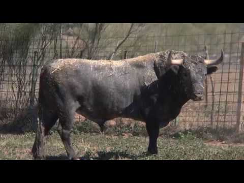 Embarque de los Toros para el Domingo de Ramos