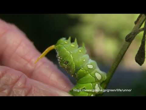アゲハ幼虫、肉角から臭い液体を飛ばす