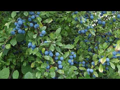 Blackthorn (Prunus spinosa) - the wild ancestor of blue plums