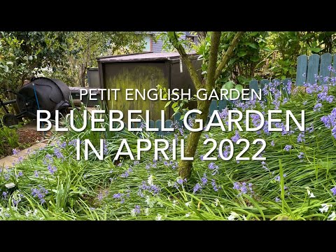 園芸 ブルーベル