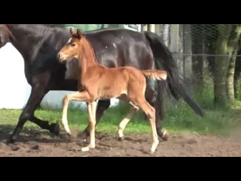 *2021 Hengst von Filou - San Remo SOLD!!!