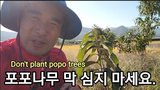 포포나무 병충해  매우 약하고 민감합니다.Don't plant popo trees