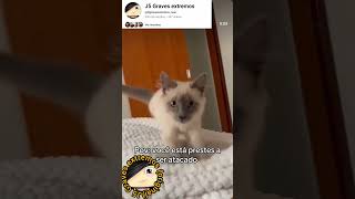 você está prestes a ser atacado por fofura