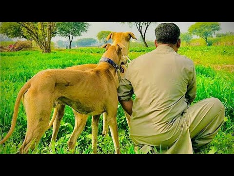 Dogs belong to bahi haji ch tanveer amra