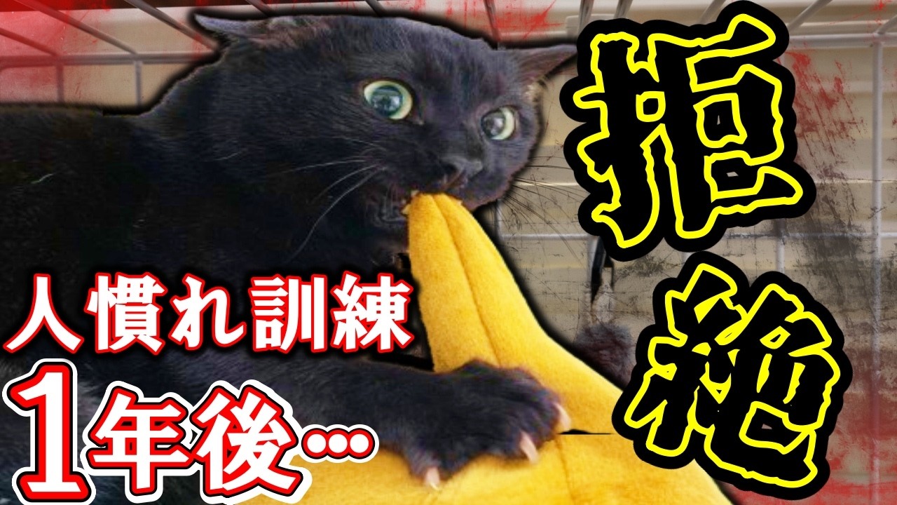【人慣れ訓練】栄養失調の黒猫が心を開くまでの１年間の記録