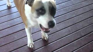 preview picture of video 'Maximus our Guard Dog Banora Point Staffy :)'