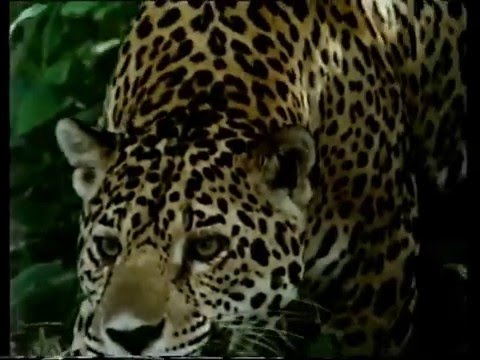 Difficoltà di deflusso venoso allosteocondrosi cervicale Che è dannoso per la lombalgia