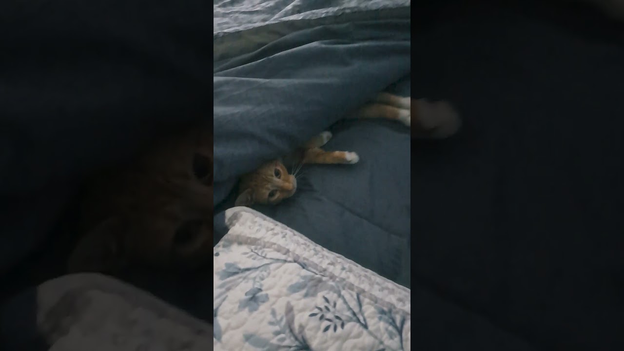 Mirabel, a Adoptable Domestic Short Hair in Shawnee, KS video 6/6
