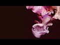 Simian Mobile Disco Caught In A Wave Jas Shaw 15 Volts Mix 2