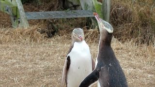 video: Antisocial screaming penguin crowned New Zealand's Bird of the Year