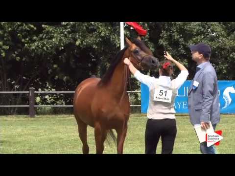 N.51 MAJEEDAH CF - Ströhen 2015 C-Show - Mares 4 to 6 years old (Class 9)