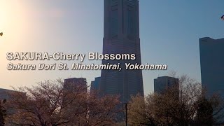preview picture of video 'SAKURA Cherry Blossoms Minatomirai, Yokohama みなとみらいのさくら通り #sakura #japan'