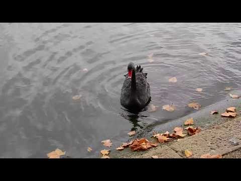 Black Swan on slippery slope