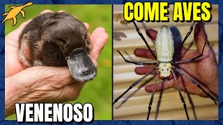 POR QUE os ANIMAIS da AUSTRÁLIA são TÃO ESTRANHOS?