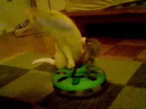 Blacky - Kassike ja madu