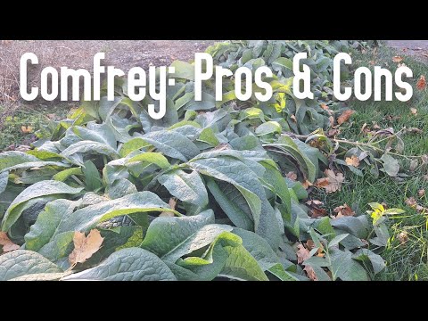 Comfrey: A Permaculture Staple // Pros and Cons PLUS Collecting Root Fragments for Planting