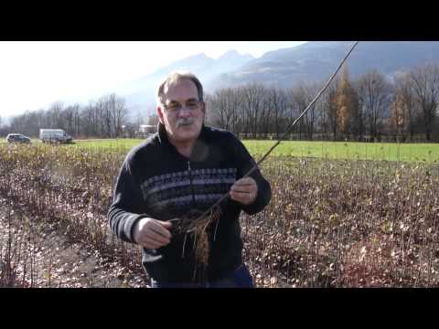 Produktion von vegetativ vermehrten Obstunterlagen