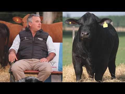 EL BRANGUS DE RINCÓN DEL ORATORIO - REMATE ANUAL 2026 - FRANCISCO POLO JAVIER