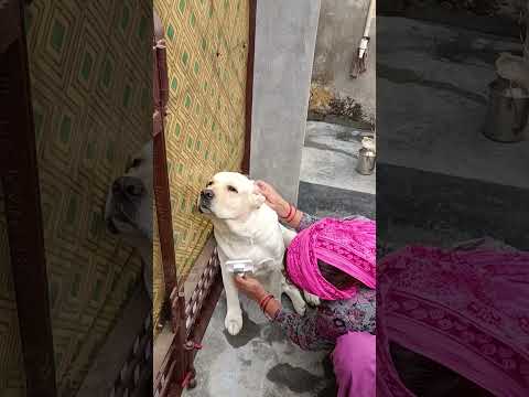 Jerry enjoy brushing #labrador #doglovers